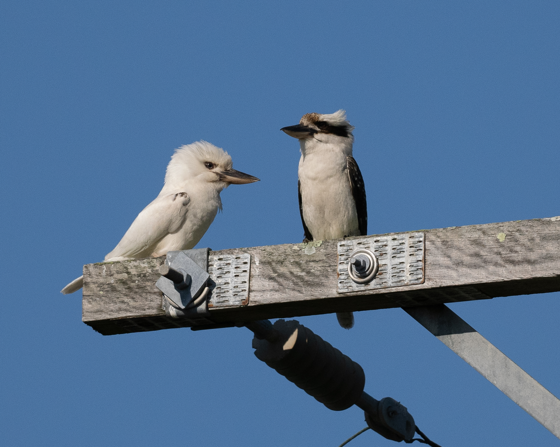 The top 3 birdwatching spots in the Illawarra  post image