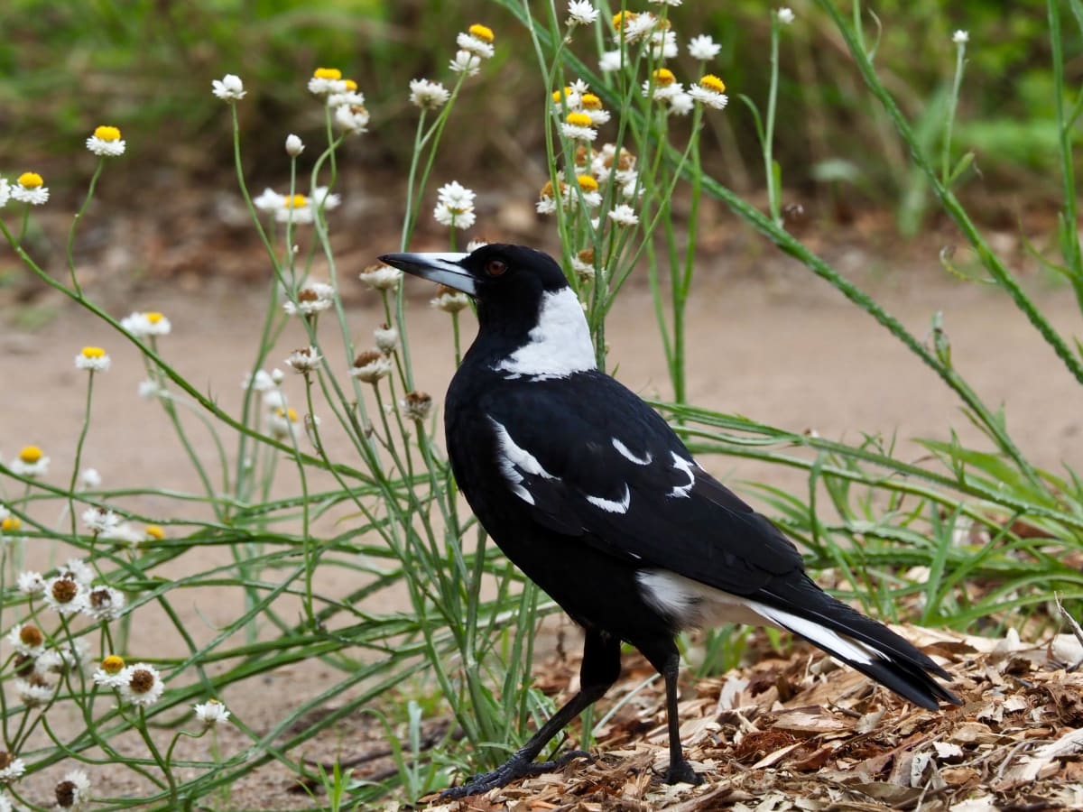 Let's play Bird Bingo!  post image