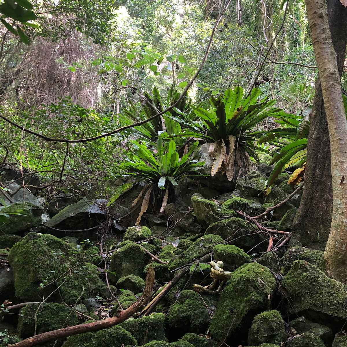 The top of bank of a watercourse isn't always self-evident. This wide stony waterway is in a deep gully with the top of bank difficult to discern. Image by Emma Rooksby.