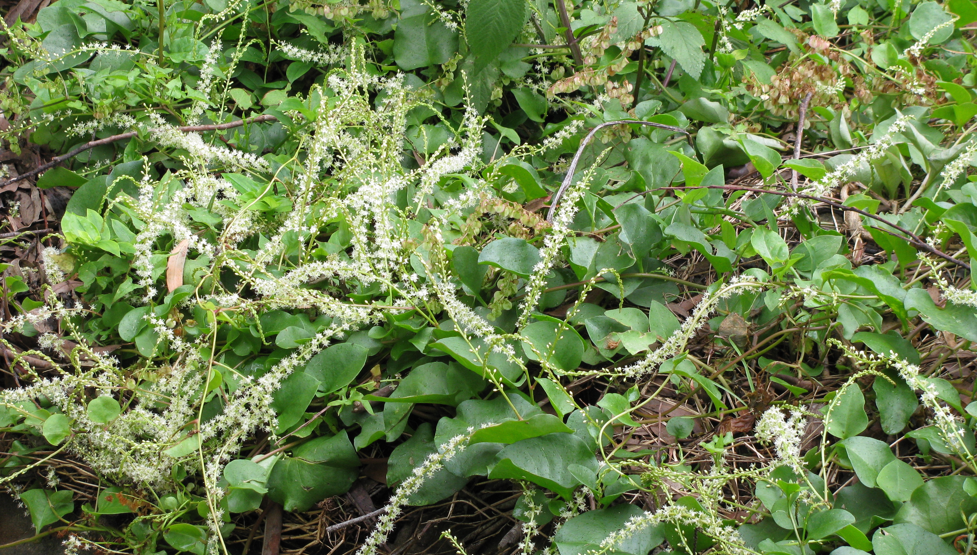 Watch out for Madeira vine