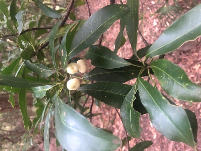 Banksia Bush Care's Tree of the Month