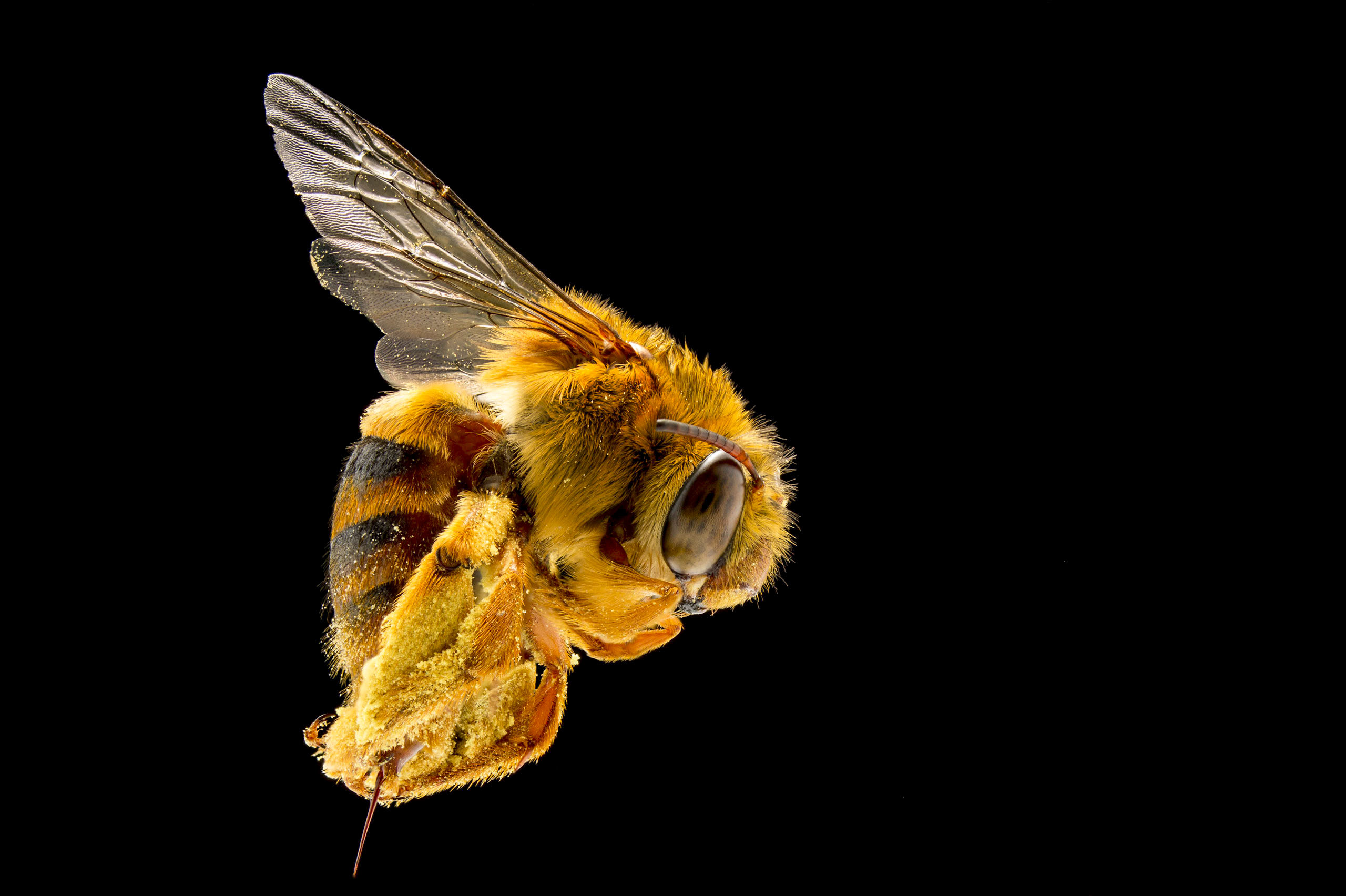 Illawarra abuzz: UOW biologist to give free native bee talk in July