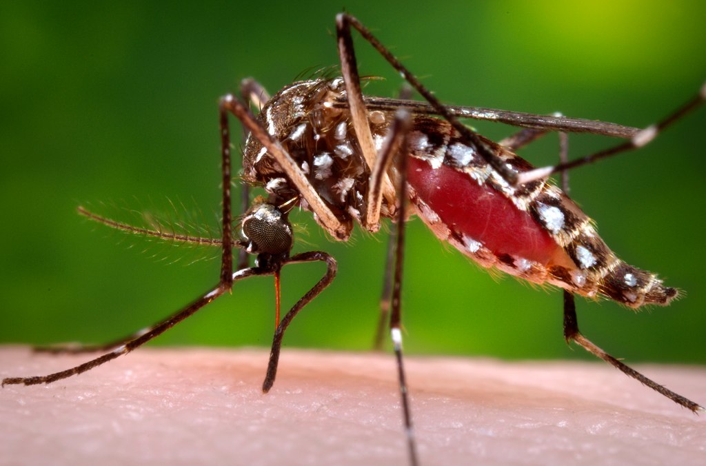 'The most important flies are mosquitoes'