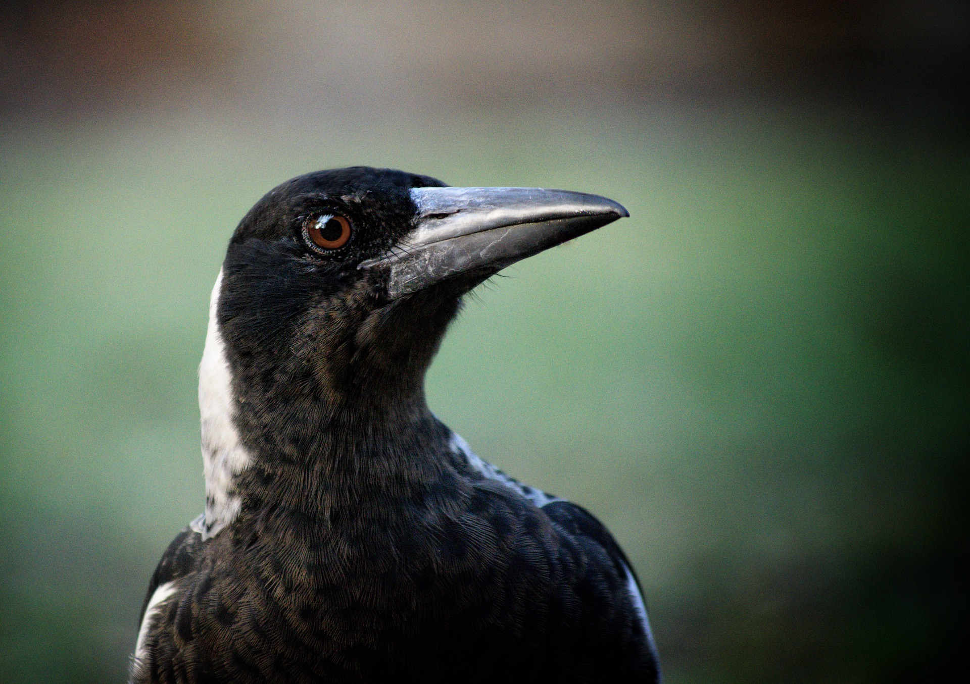 Watch out, magpies are about