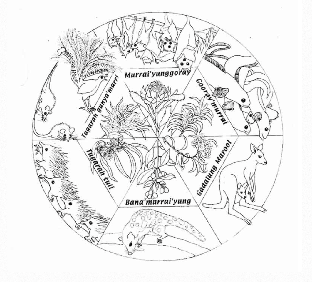 Nature Notes: Dharawal seasons, whale sightings and a halo moon  post image