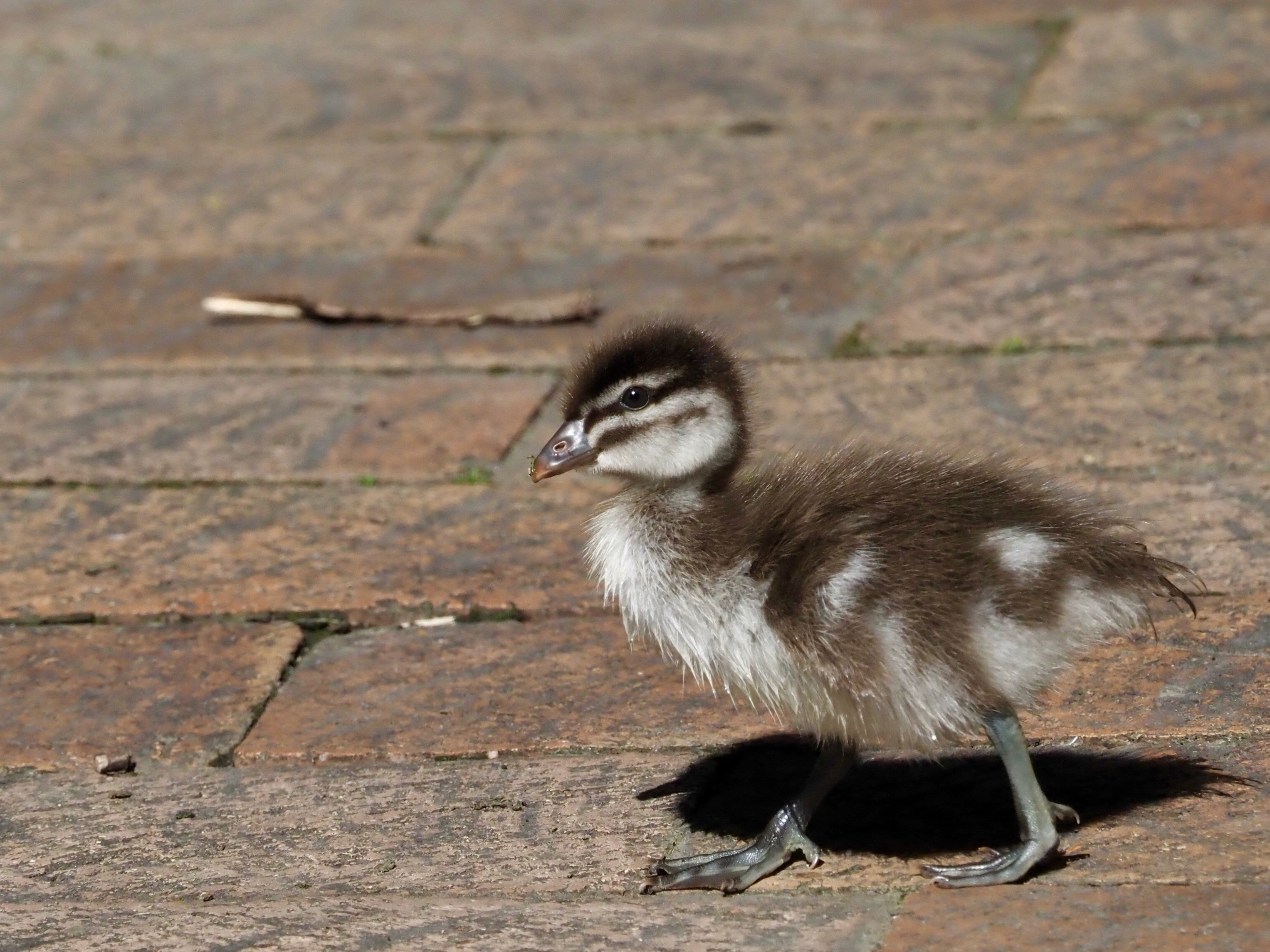 What will I grow up to be?  post image