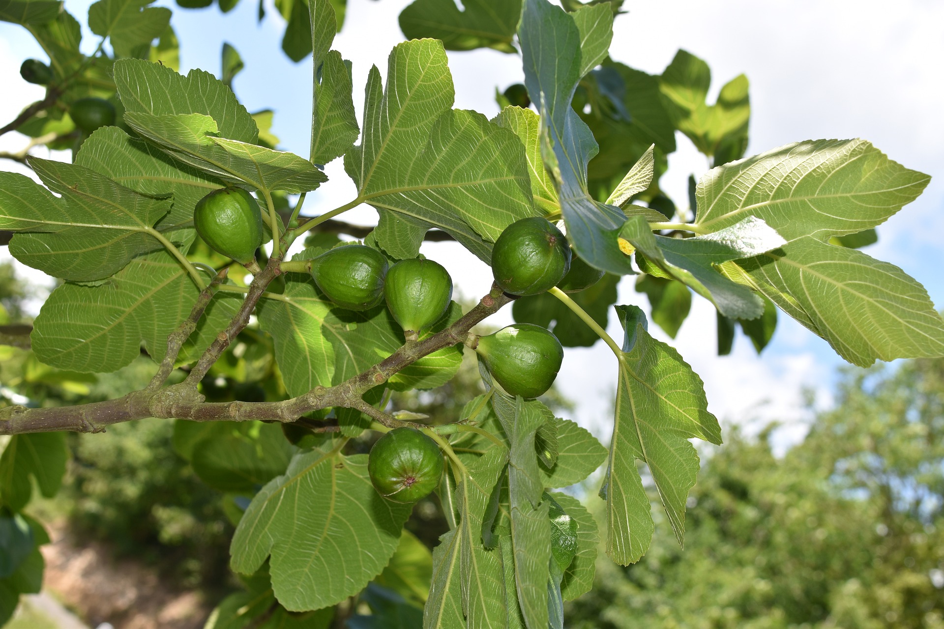 Let’s talk about figs  post image