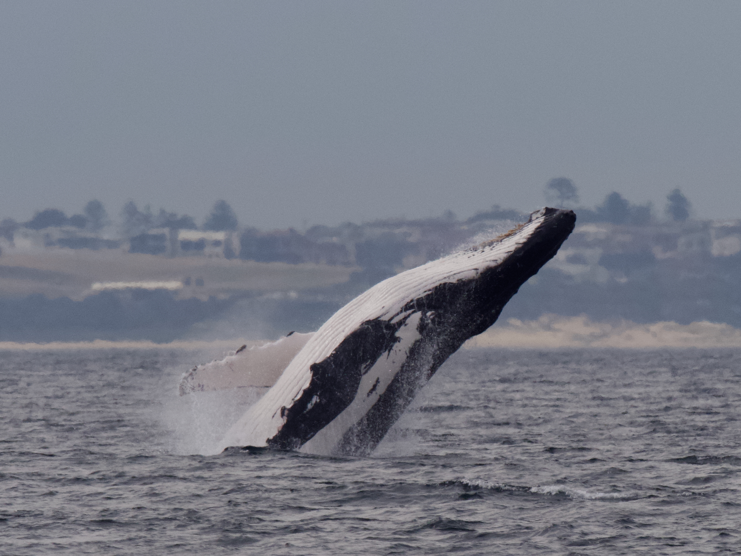 Our top 3 spots to whale watch on the southern migration