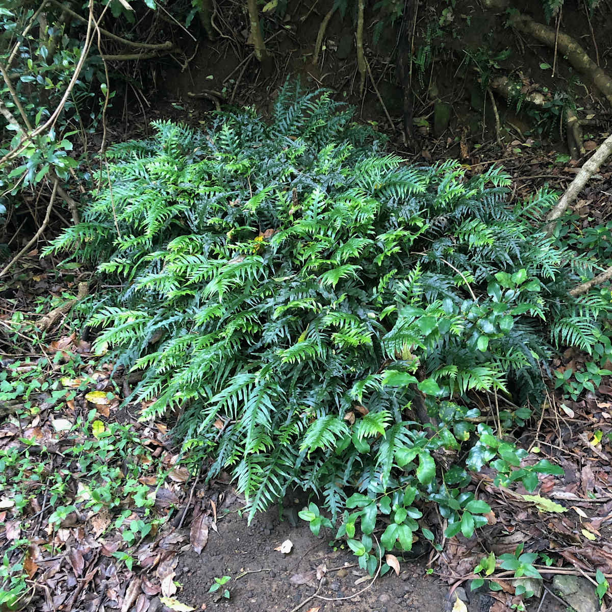 This absolute beauty of a lithophytic (growing on rock) Fragrant Fern (Dendroconche scandens) is easily seen along the Staffords Farm Track on the south of Mount Kembla (Djembla). It's in an area that gets a lot of shade and shelter from the mountain, and the fern's growth is luxuriant. The newer fronds are a particularly bright green. Image by Emma Rooksby.