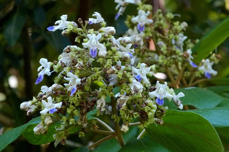 The flowers of White Beech are beautiful, white with touches of violet. But they're often so high up in the canopy you'll not spot them! Image by Barry Ralley.