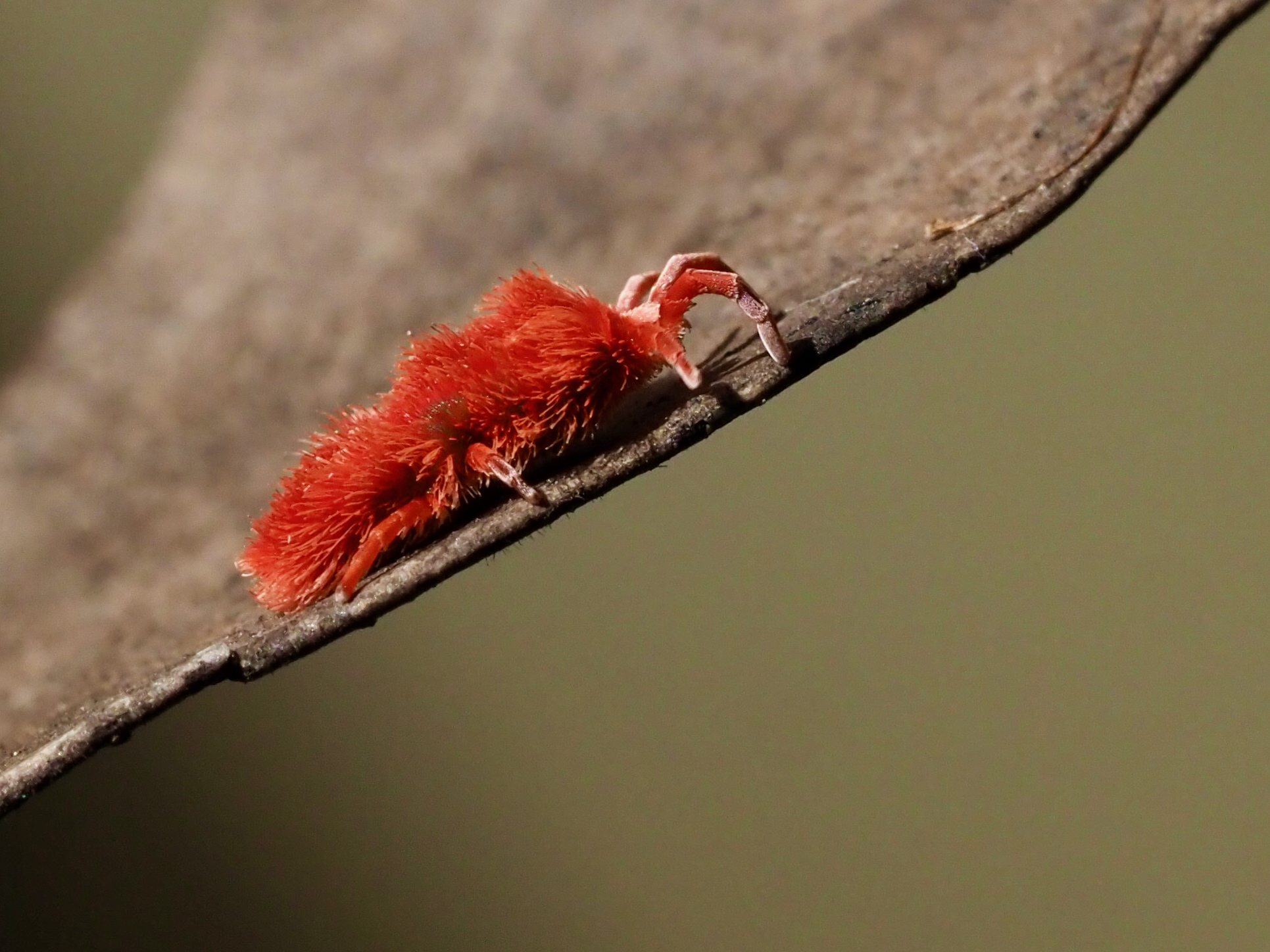 'I’m tiny but I’m mighty, Quite a sight to see'  post image