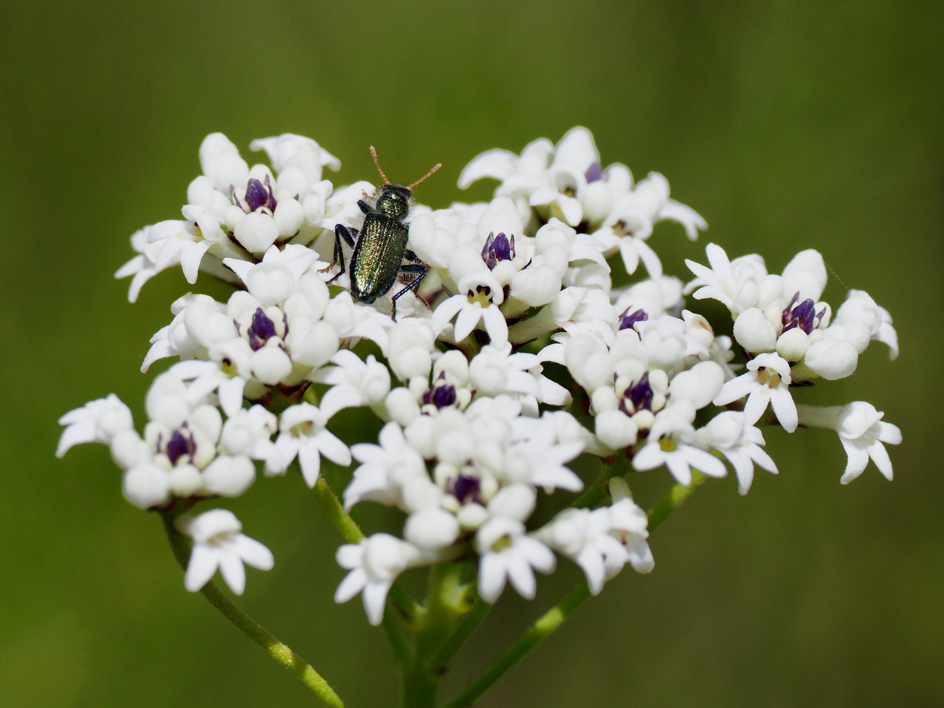 The bush is waking up  post image