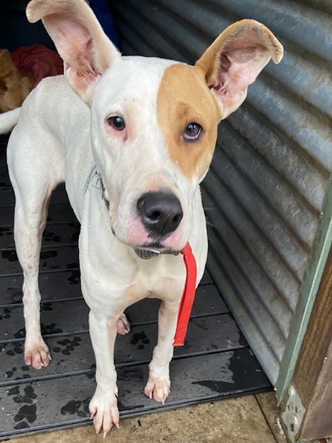 Huge support for Animal Rescue DA