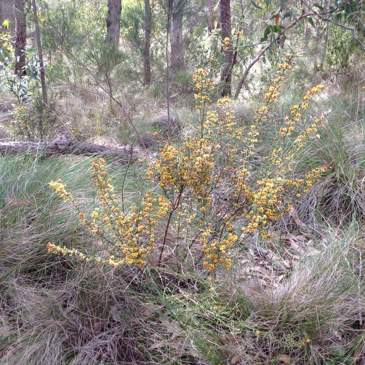Illawarra Lowlands Grassy Woodlands, an endangered ecological community that is present in urban areas throughout Wollongong, Shellharbour and Kiama. It is home to many beautiful and interesting plants and animals. Image by Emma Rooksby.