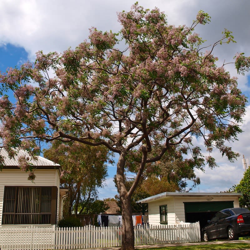 In a good year, White Cedar may have more flowers than foliage in spring. Image by Byron Cawthorne-McGregor.