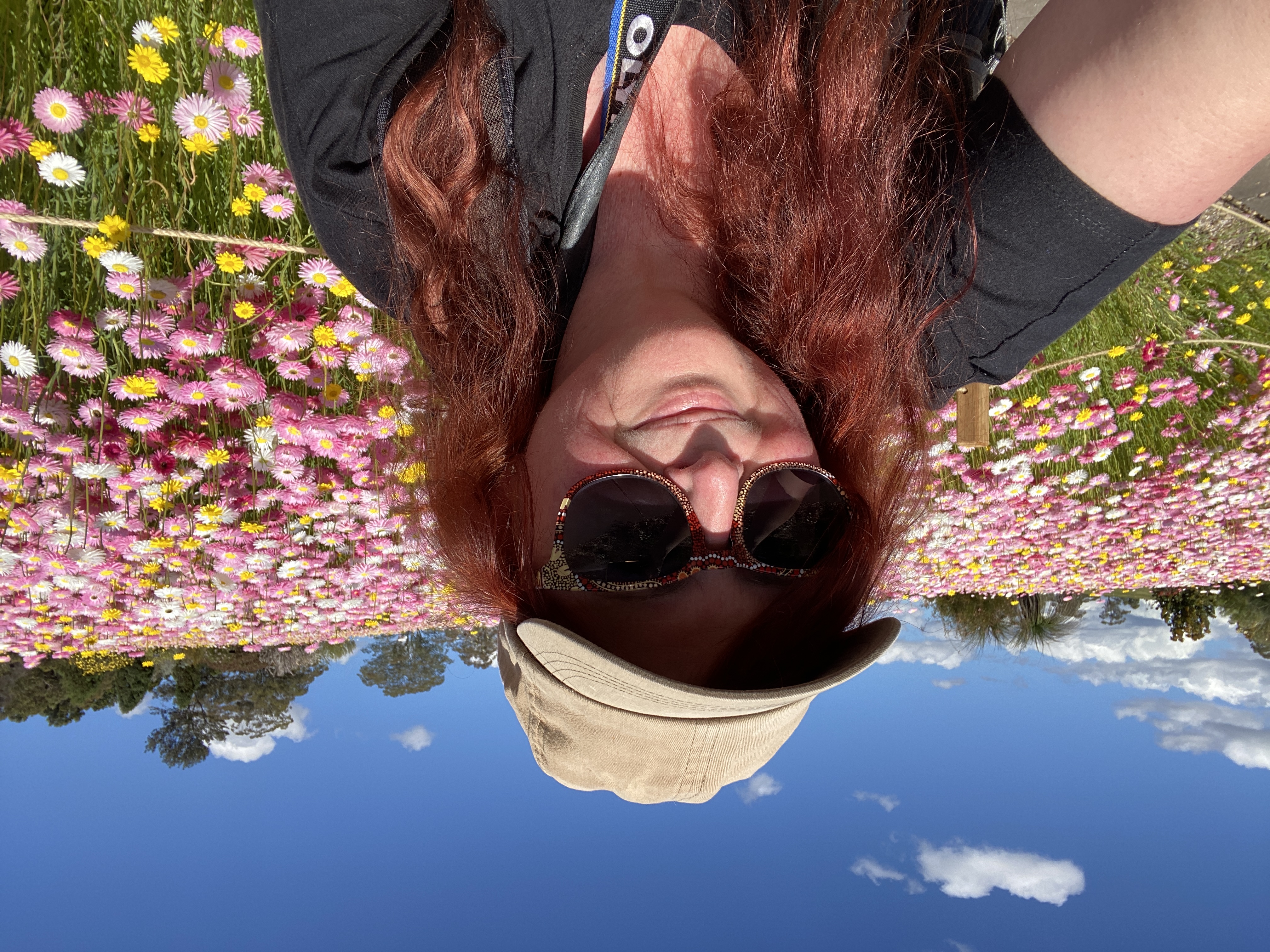 Where to see paper daisies  post image