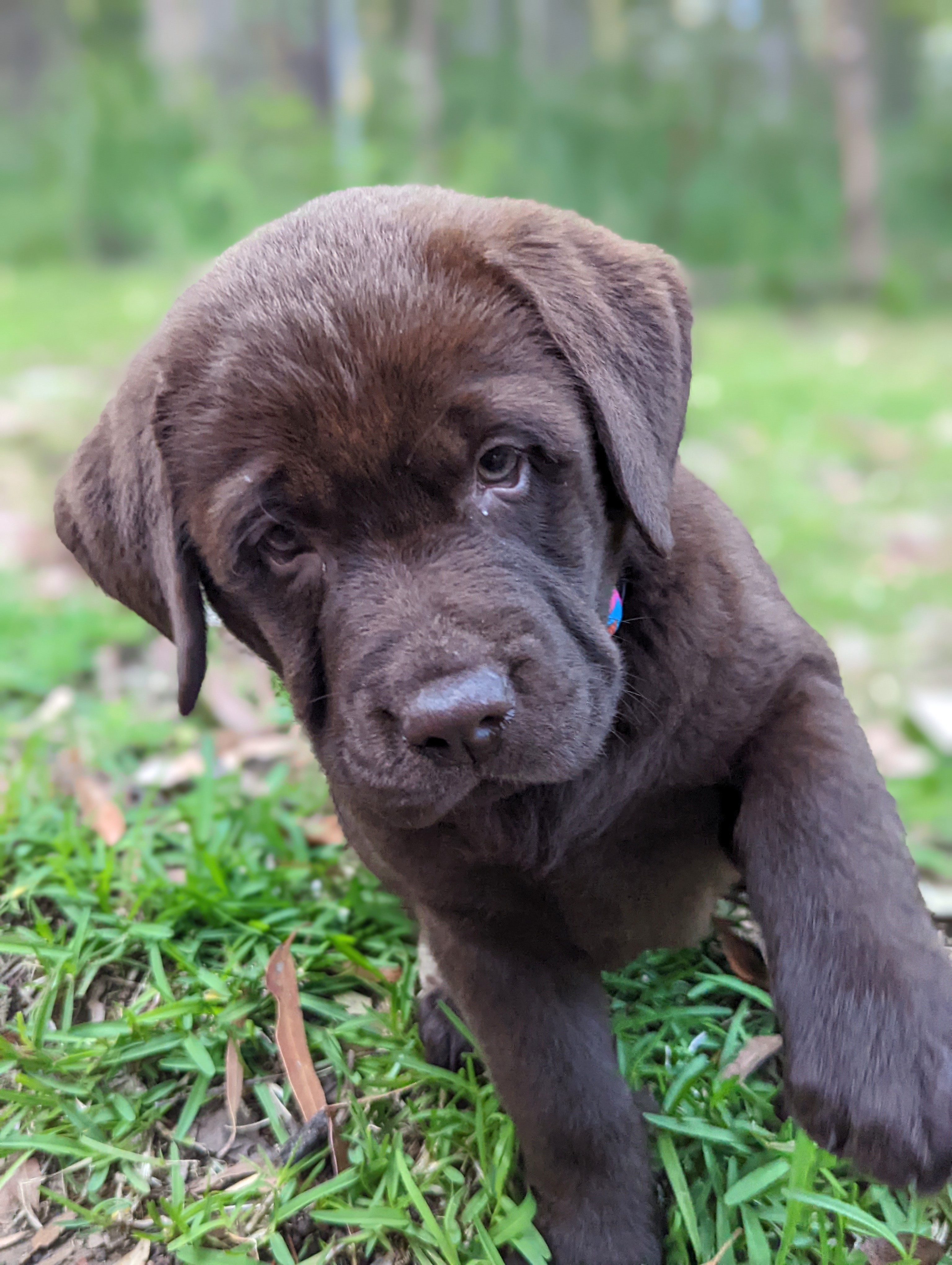 Top beaches for top pooches
