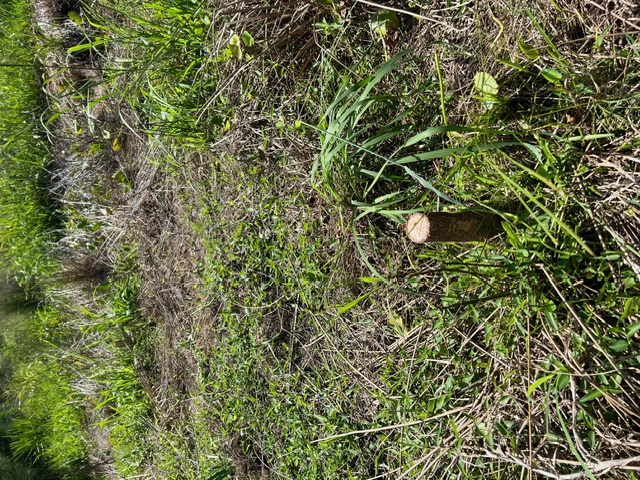 Tree vandalism at Bulli: Report clues to Council  post image
