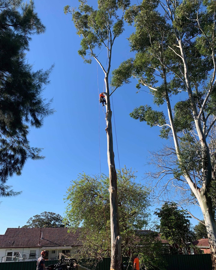Tips to help prepare your trees for windy days