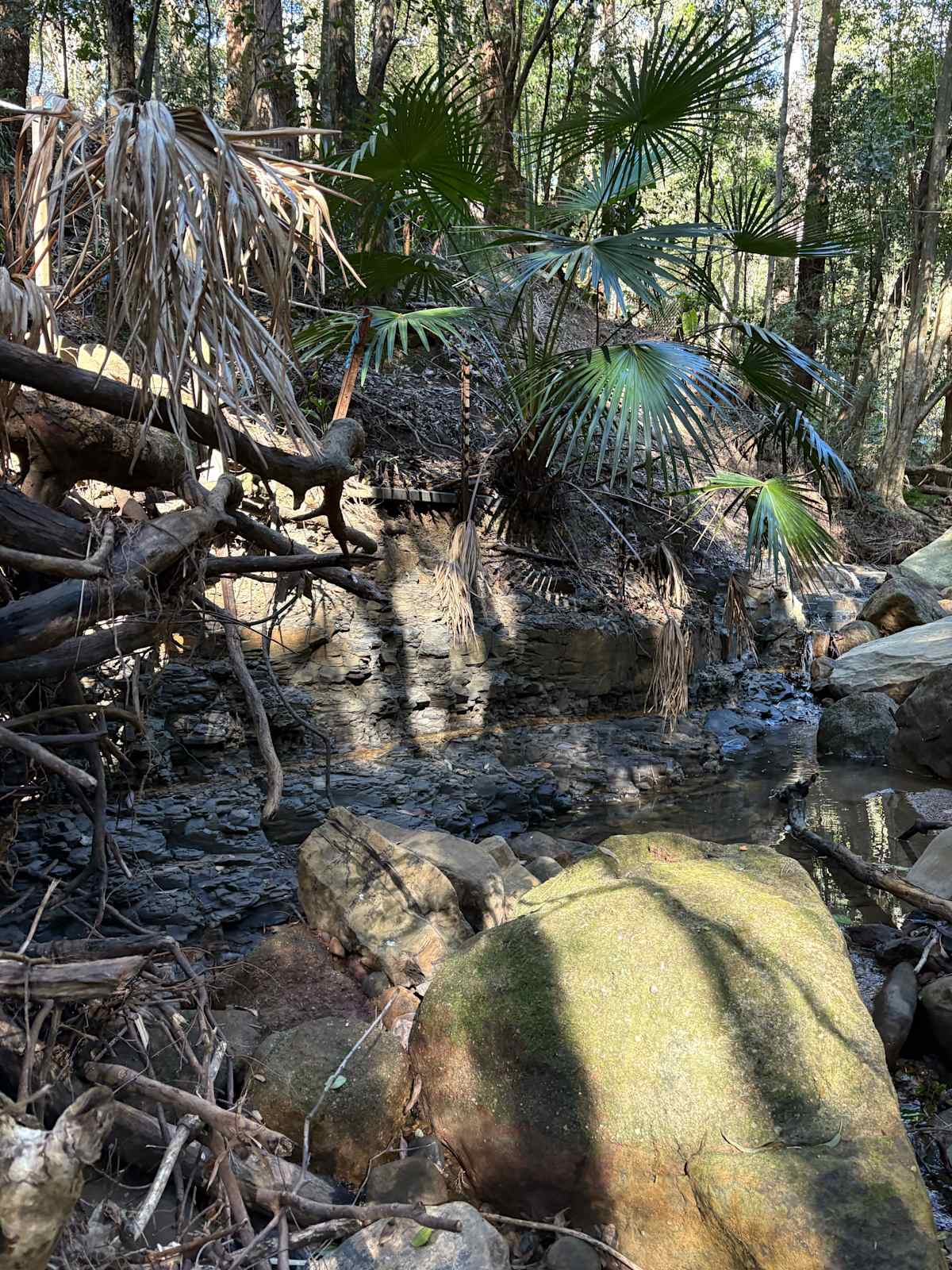 A stretch of Cabbage Tree Creek in Balgownie, where a coal seam is visible. Image by Emma Rooksby.