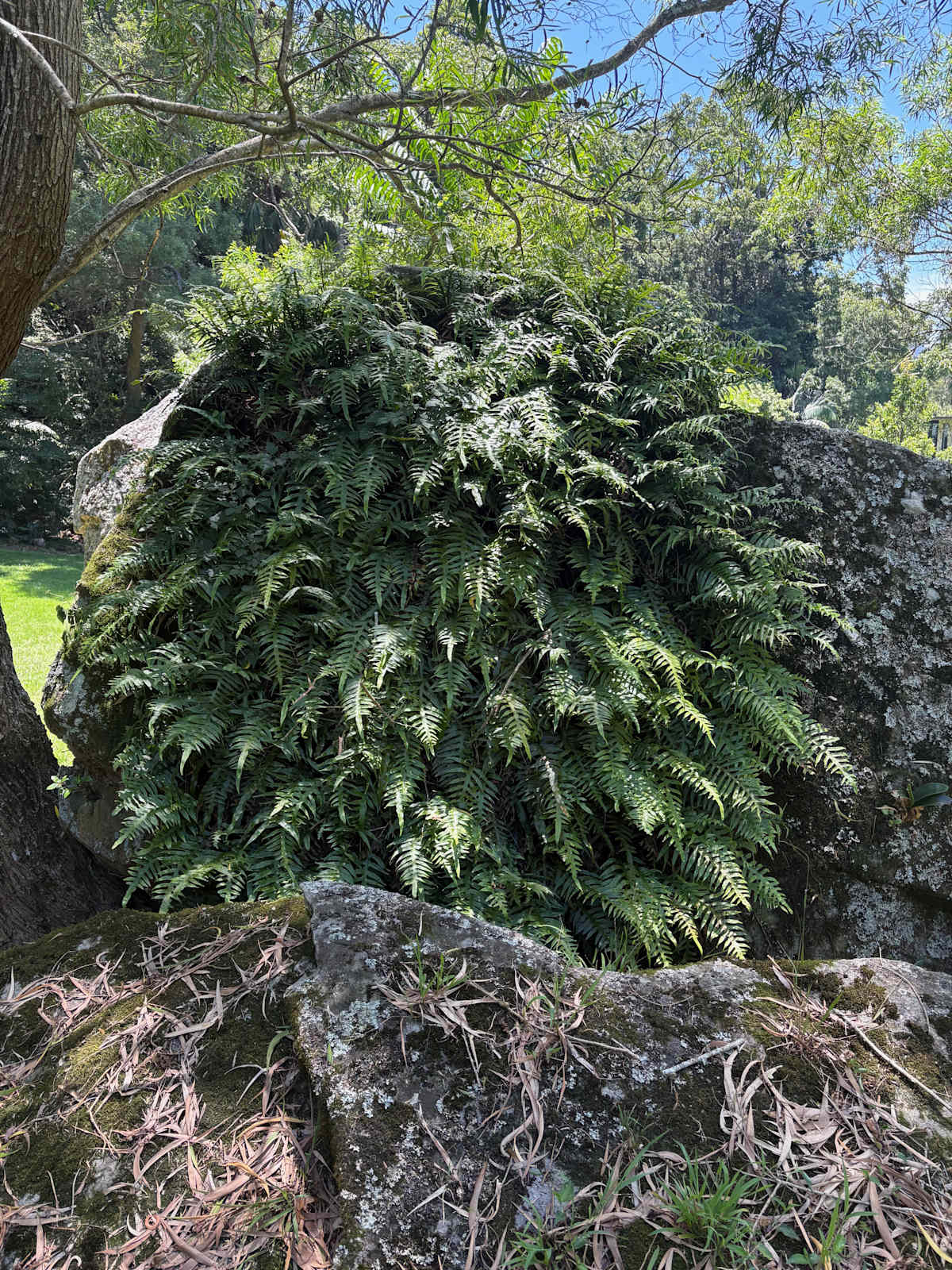 This Fragrant Fern is colonising a large Hawkesbury sandstone boulder that's fallen down from the cliffs above and landed on a flat area of the escarpment in Coledale. Image by Emma Rooksby.