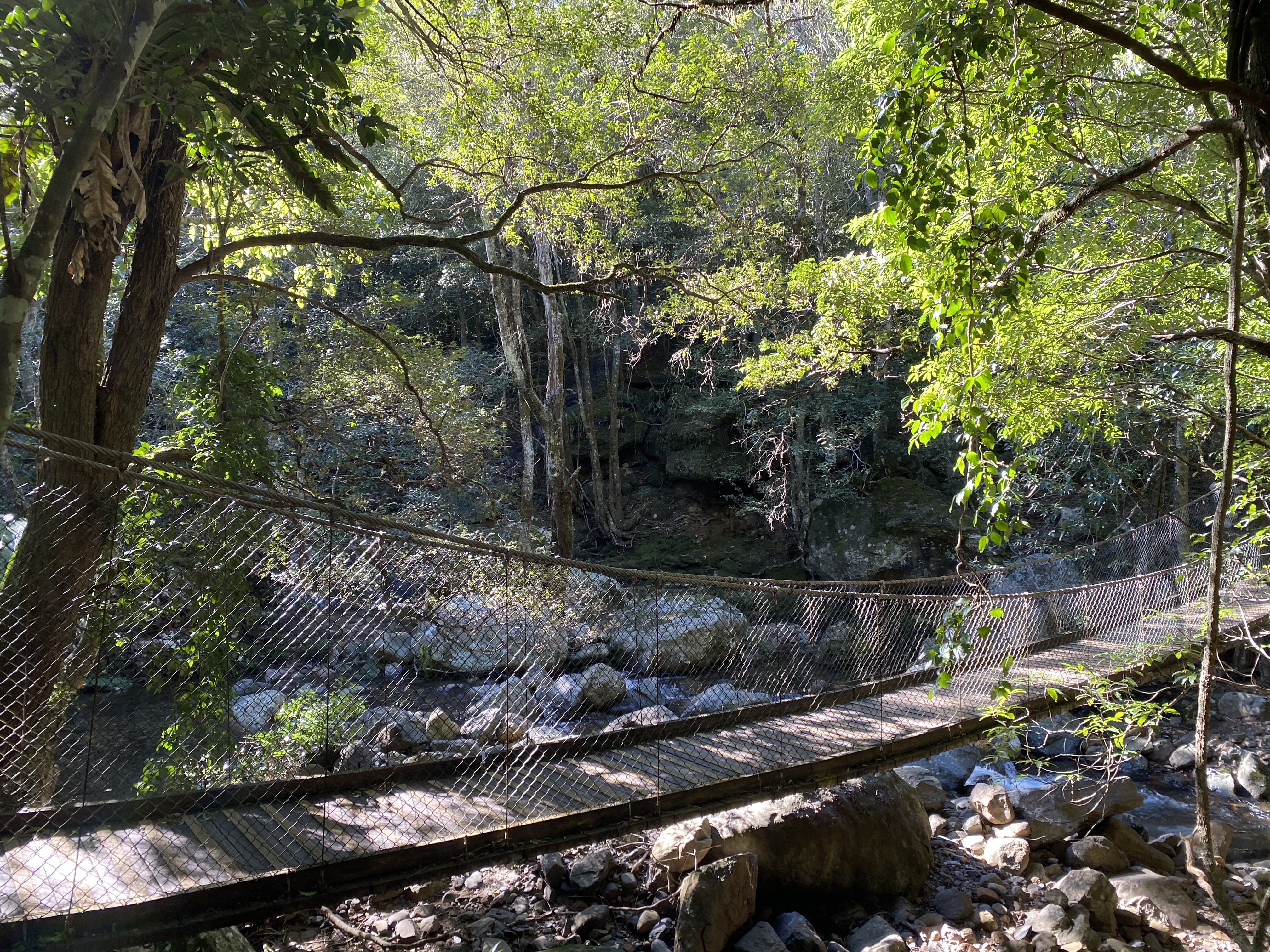 Family-friendly Lyrebird Loop Walk reopens at Minnamurra Rainforest