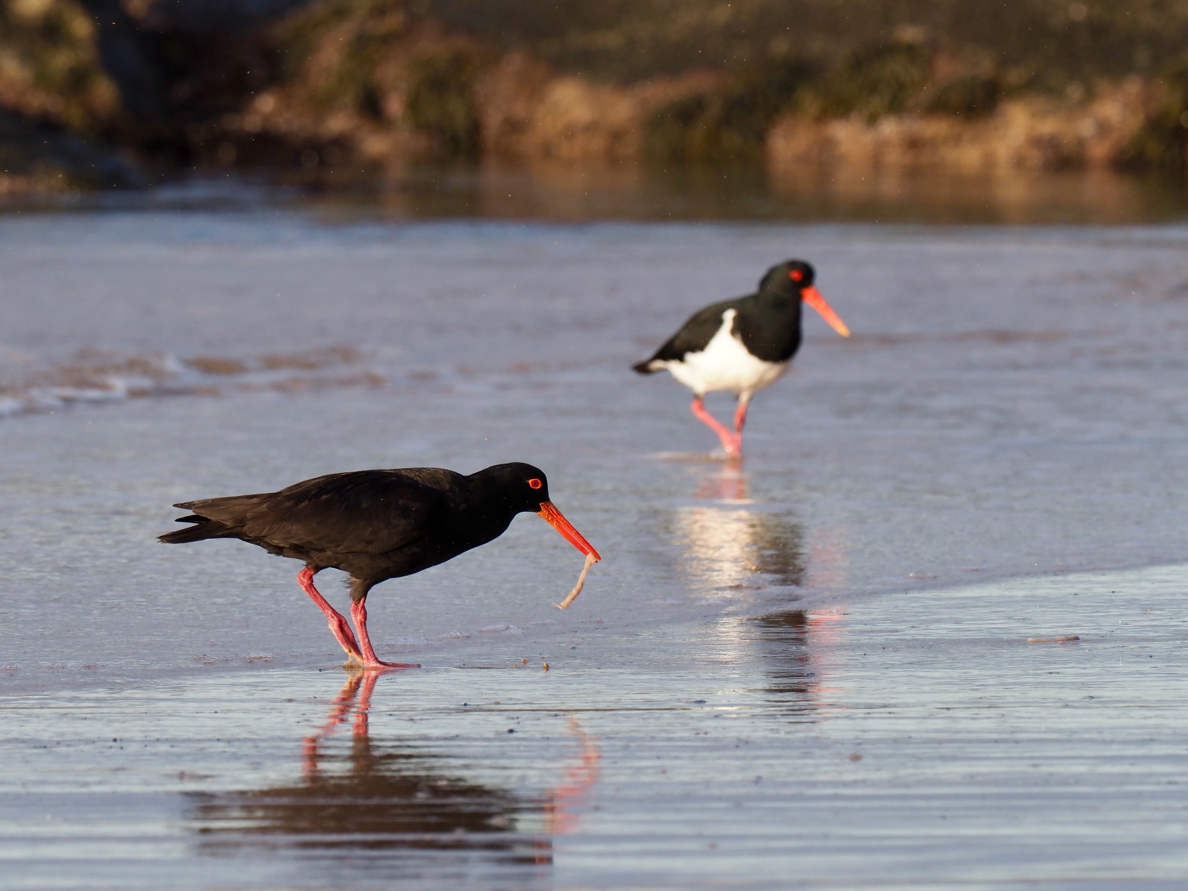 Breeding season for oystercatchers  post image