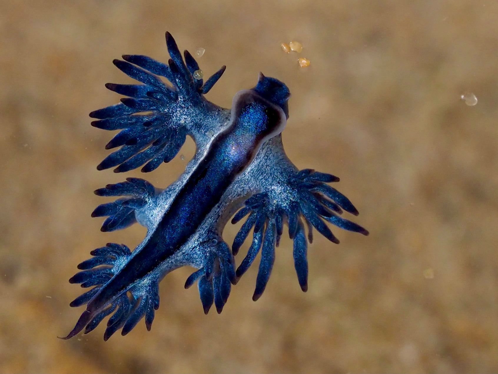 'I have wings but cannot fly'  post image