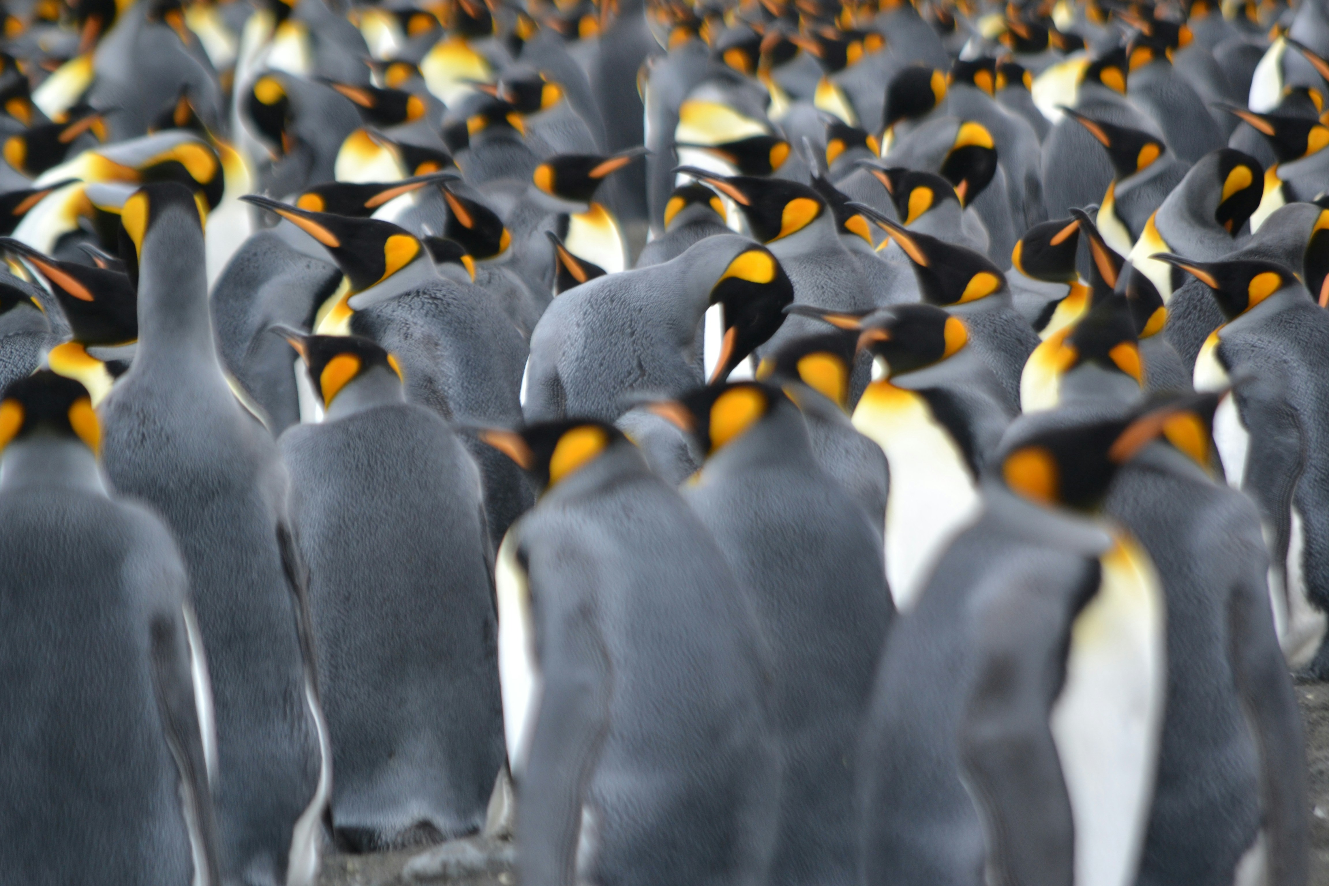As Antarctic sea ice shrinks, iconic emperor penguins are in more peril than we thought