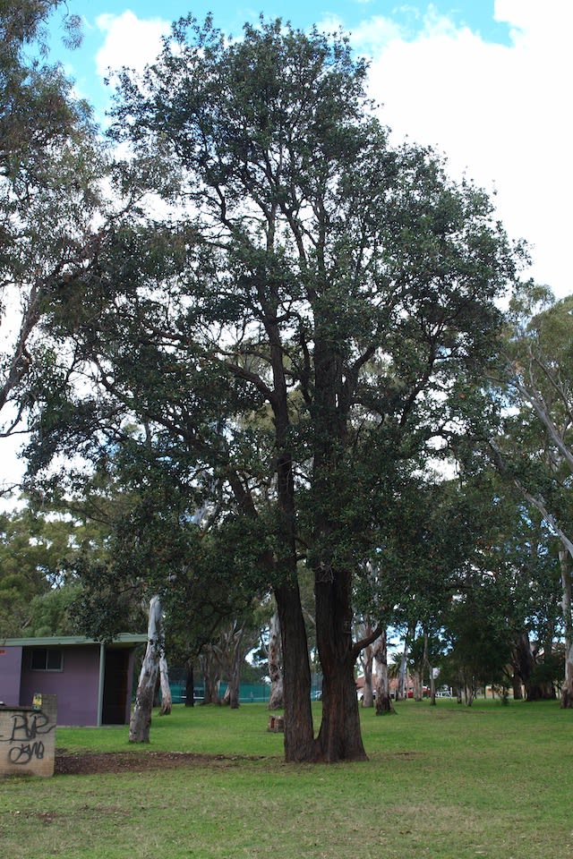 A mid-sized Turpentine growing strongly. This tree will host hundreds if not thousands of different birds and insects. Image by Byron Cawthorne-McGregor.