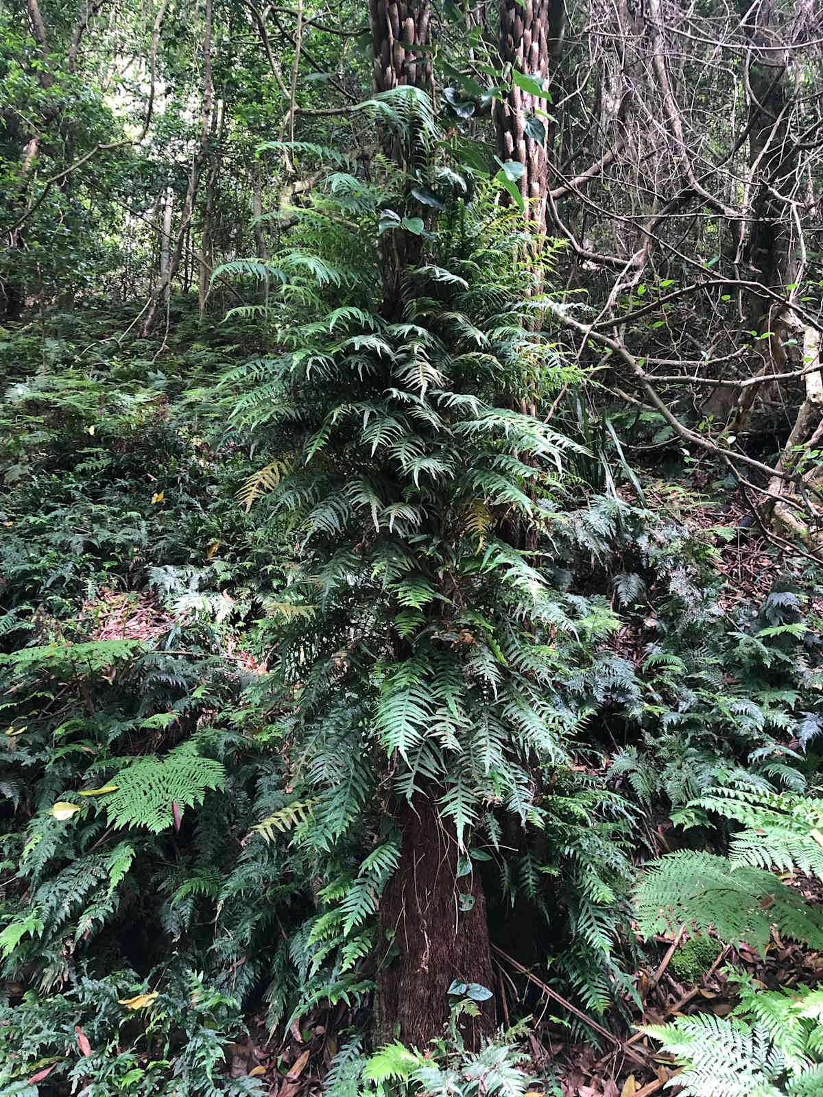 Spotted on the same day as the specimen pictured above, this Fragrant Fern (Dendroconche) scandens is growing happily on a tree trunk. It does not show a distinctive preference for either rocks or trees, though has more room to spread out on large rocks and often looks at its best in these situations. Image by Emma Rooksby.