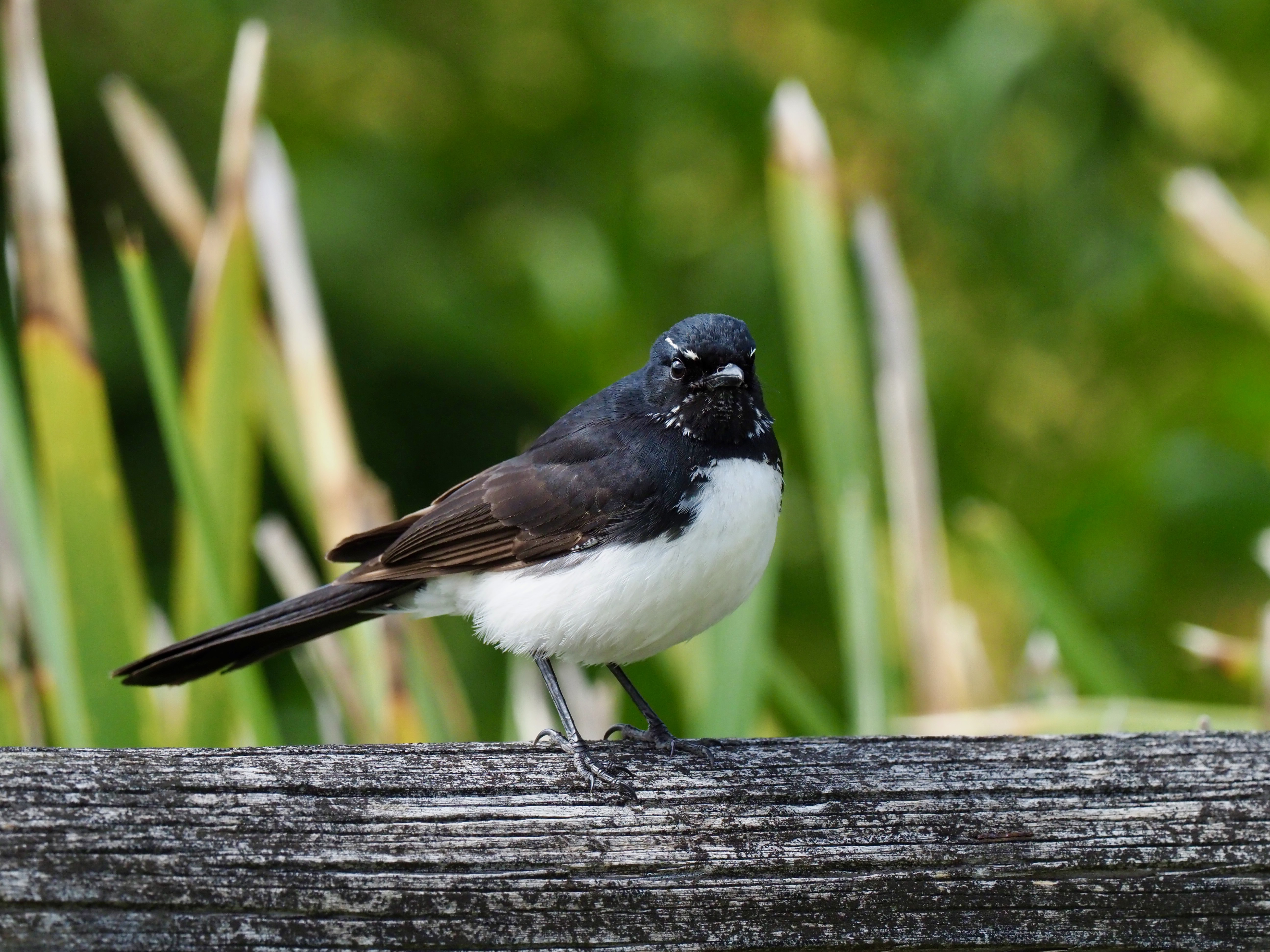 Nature notes: feisty swoopers, frog hotels & the pouch check that could save a life  post image