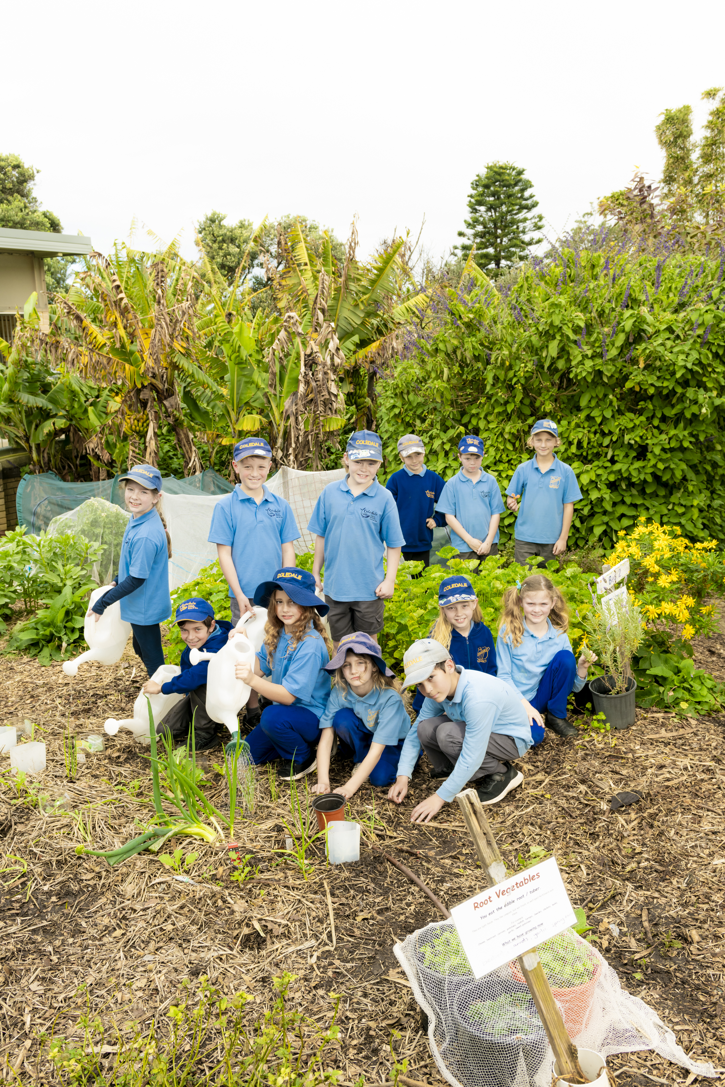 Spring in the Garden: How Coledale kids grow, cook, learn  post image