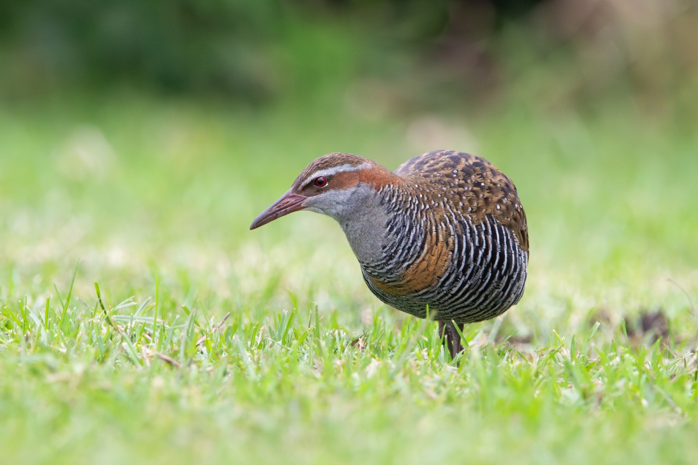 Bird of the Month: Buff-banded Rail