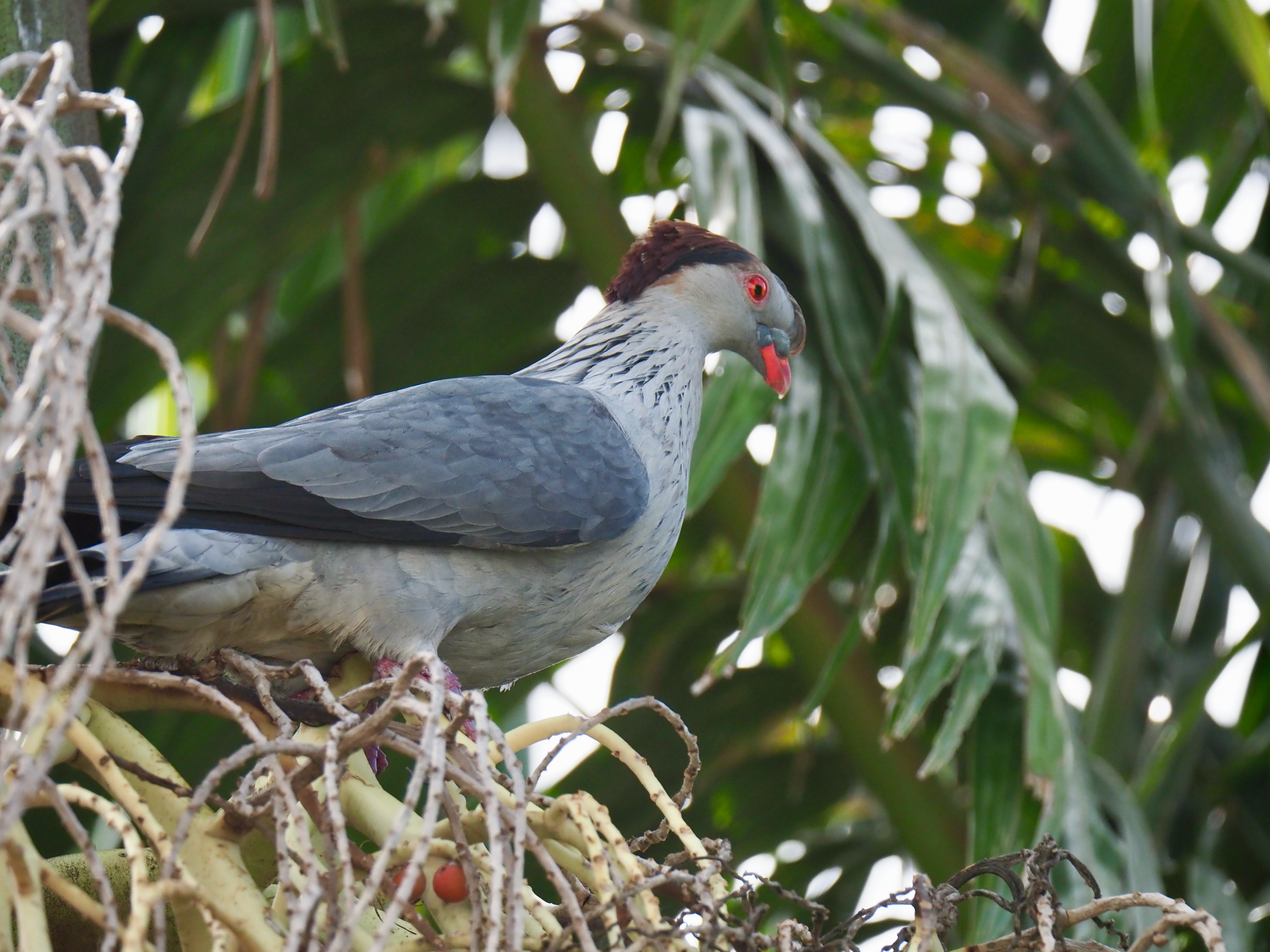 Backyard Zoology: Topknot Pigeons cause chaos  post image