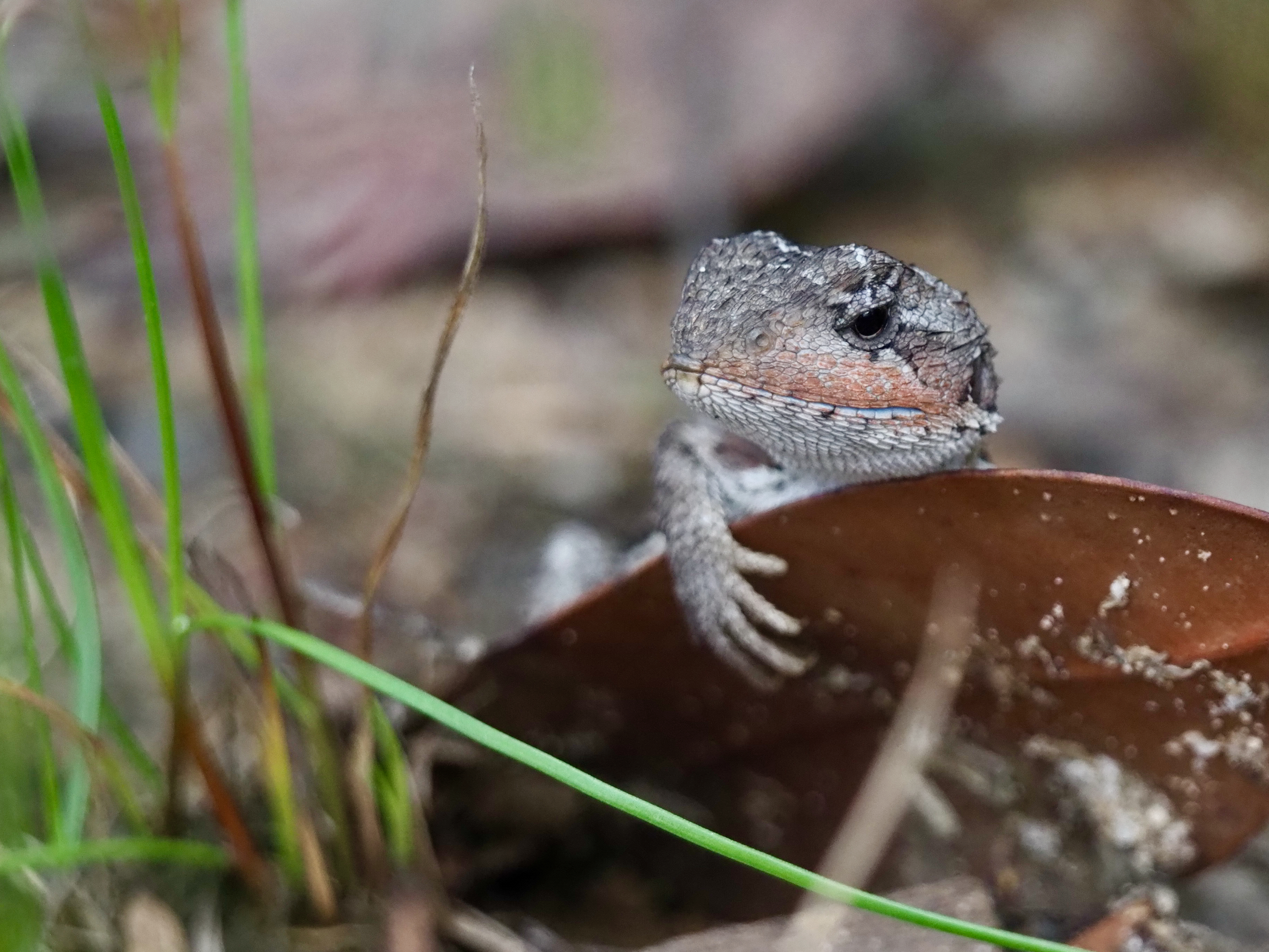 Meet the Mountain Dragon  post image