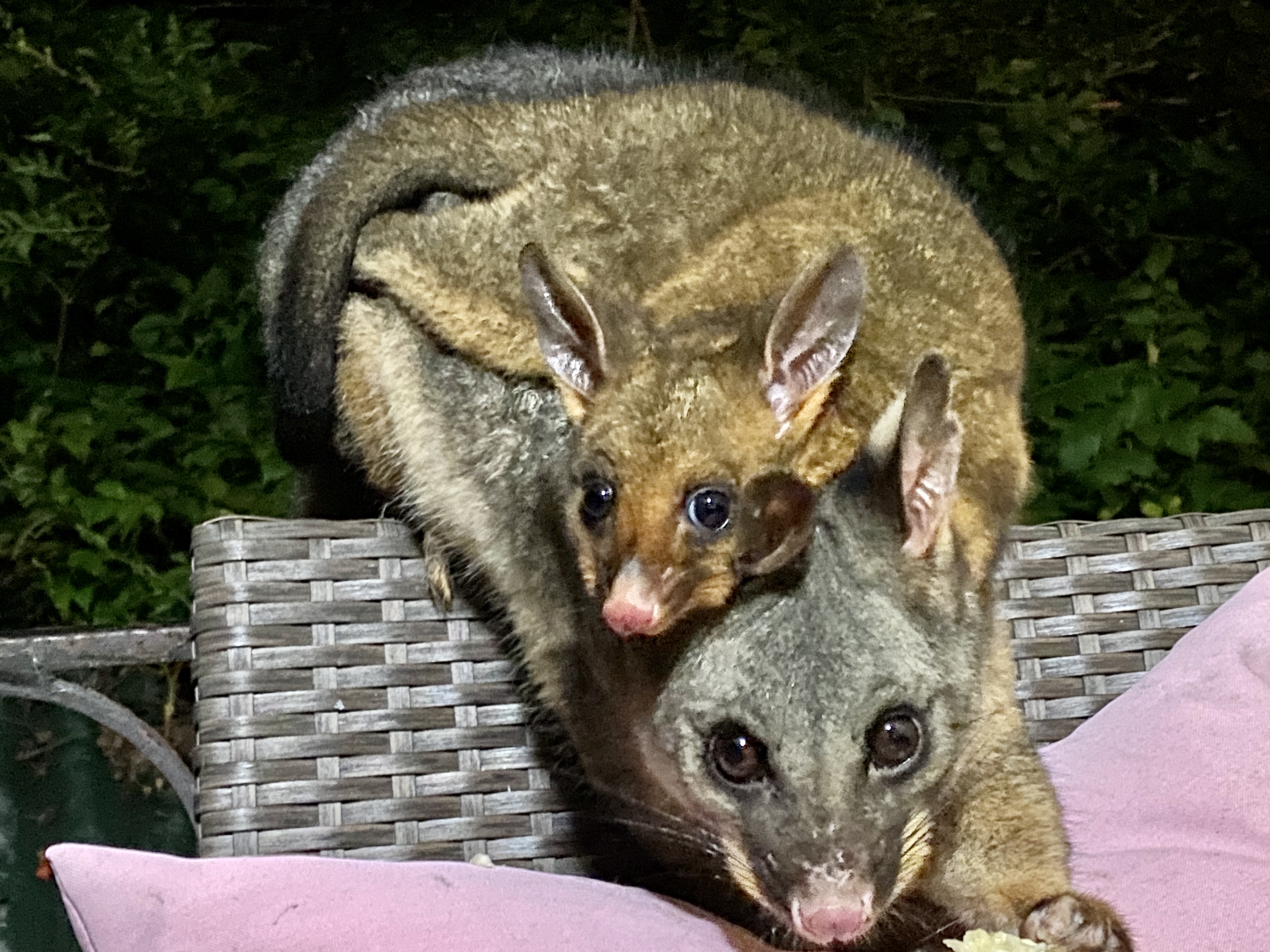 Rescuers inundated  post image