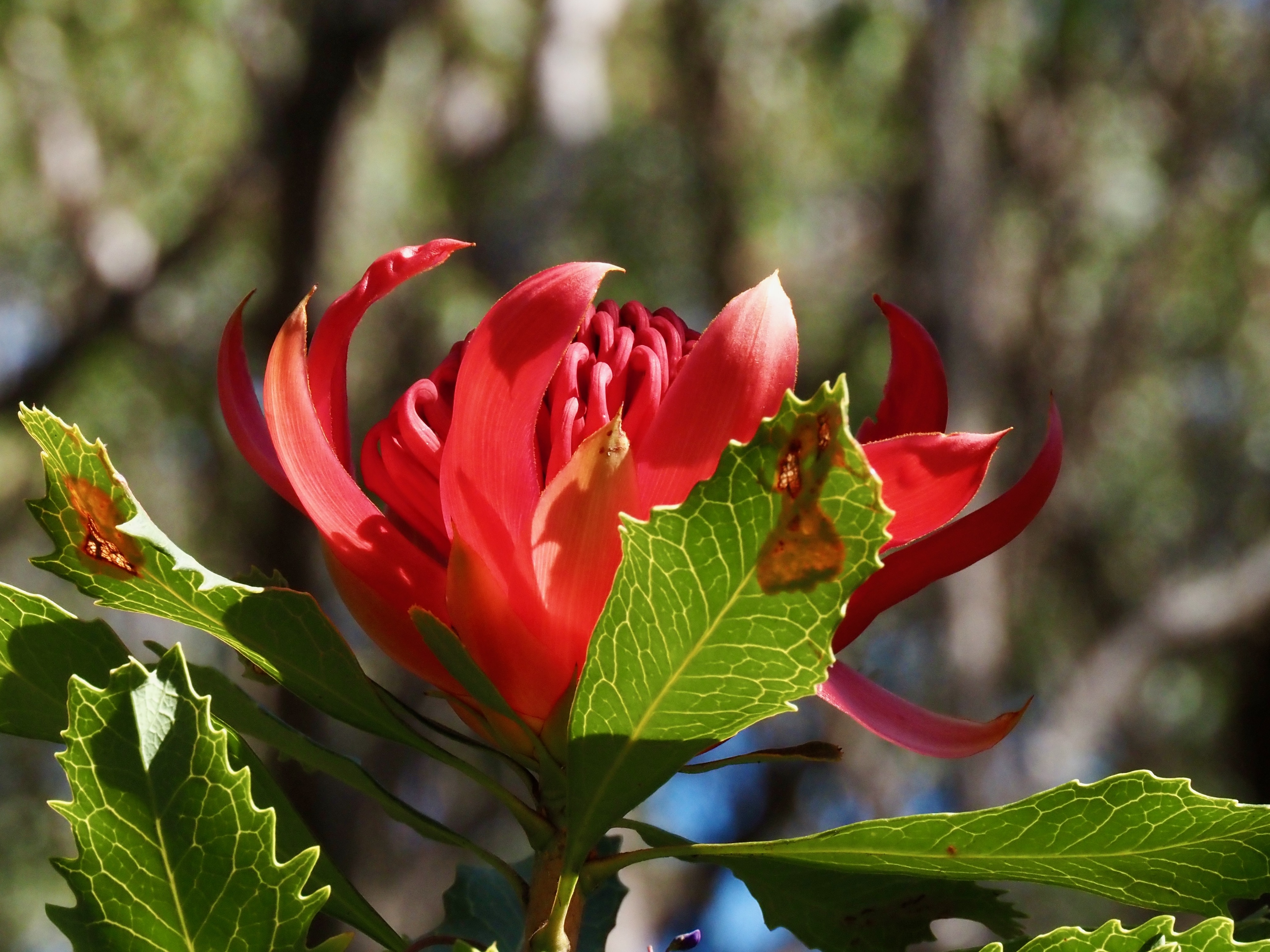 Word from the Waratahs: Spring has sprung early in the Illawarra