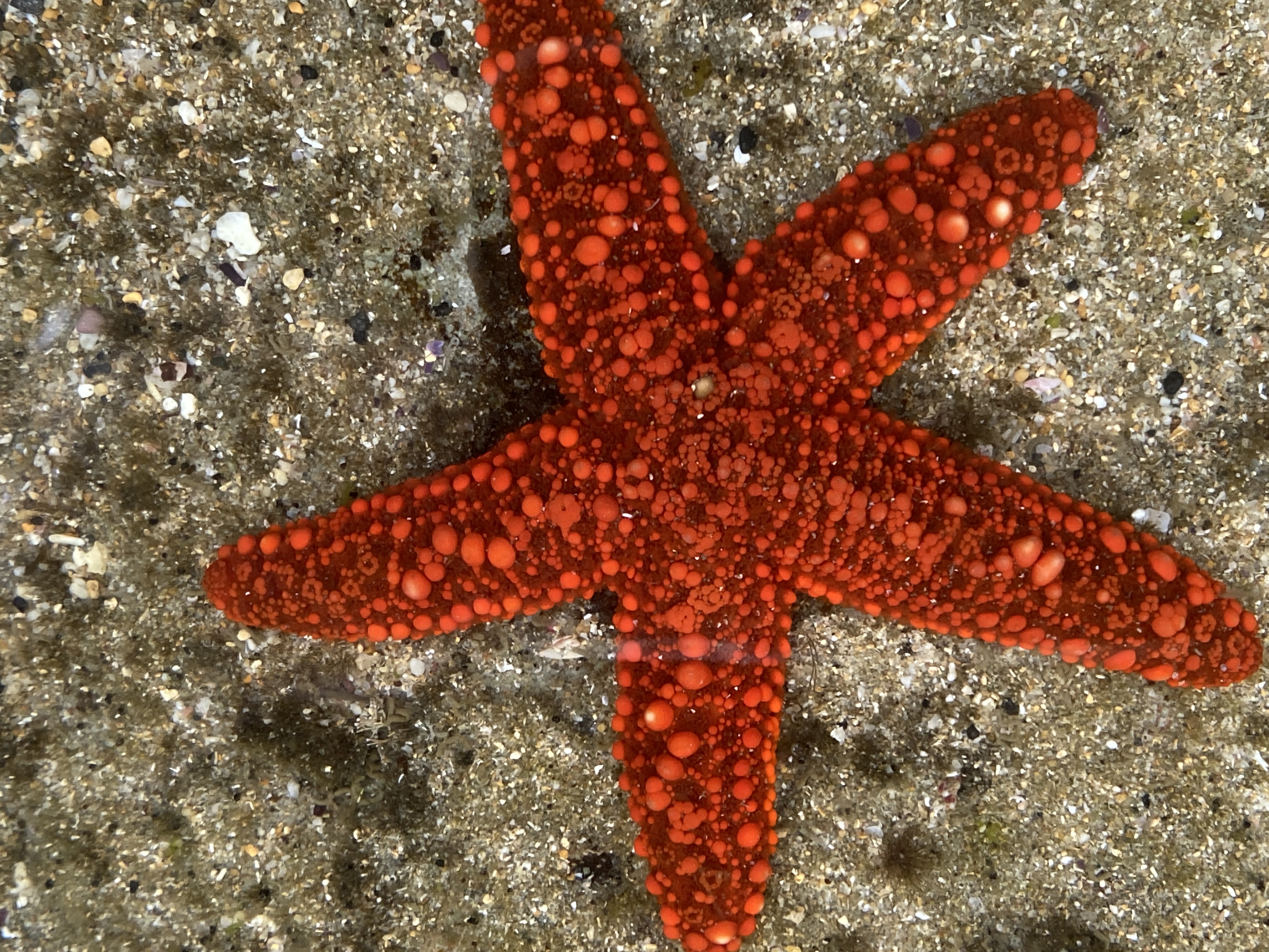 Backyard Zoology: rock pool finds  post image