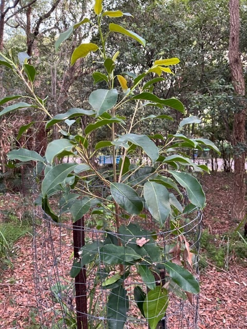 Tree of the Month: Deciduous fig