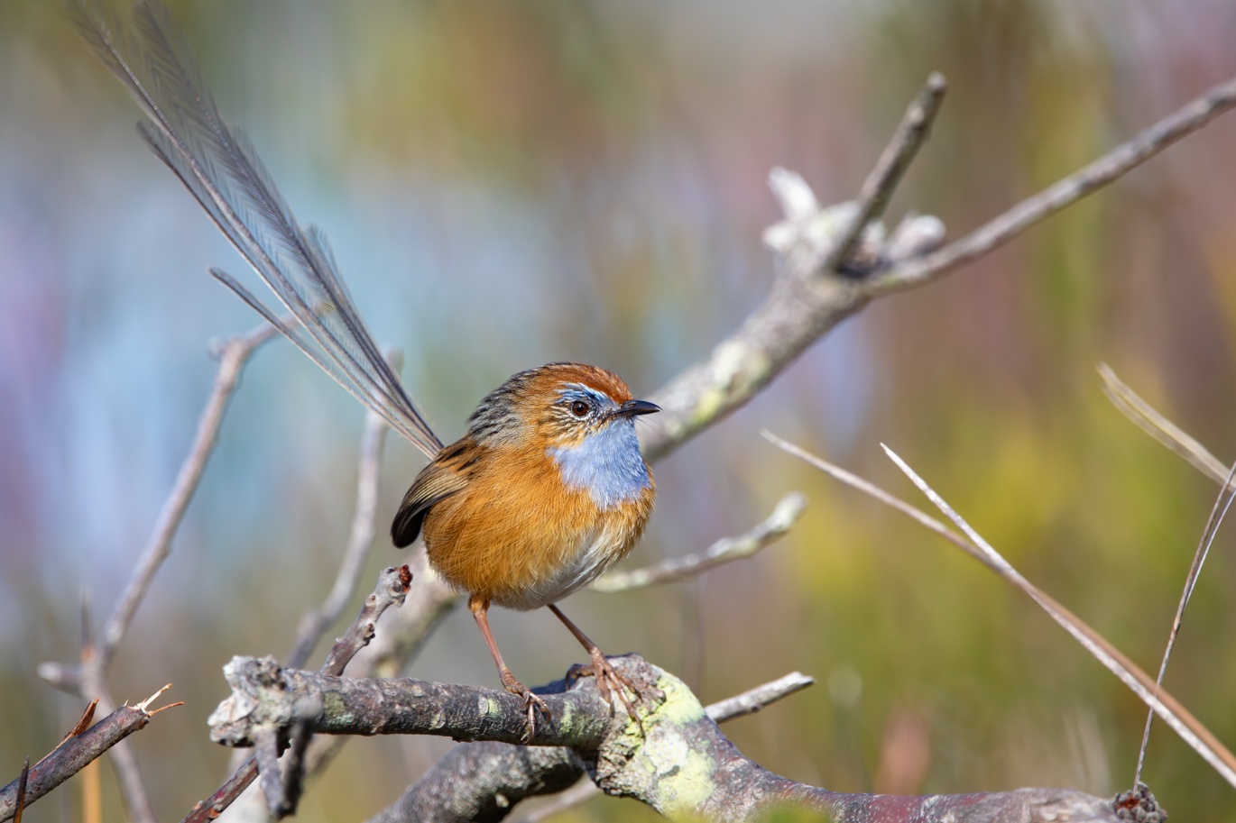 Bird of the Month: Southern Emu-wren