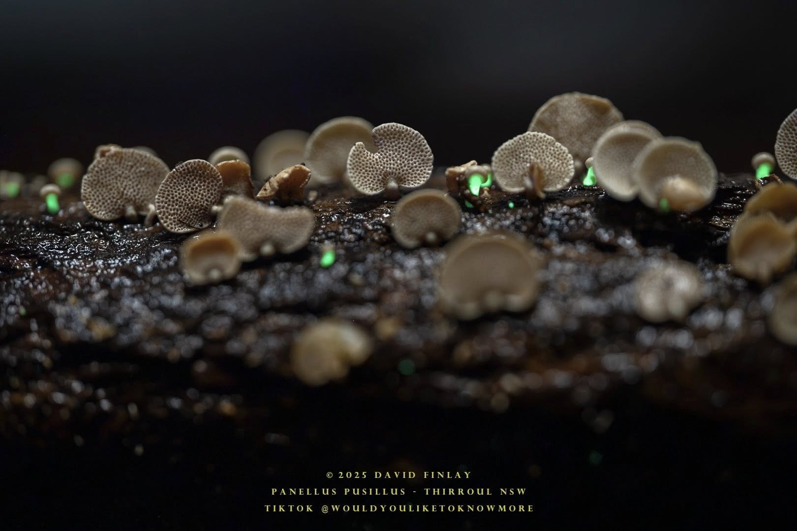 Glowing fungi found in Thirroul