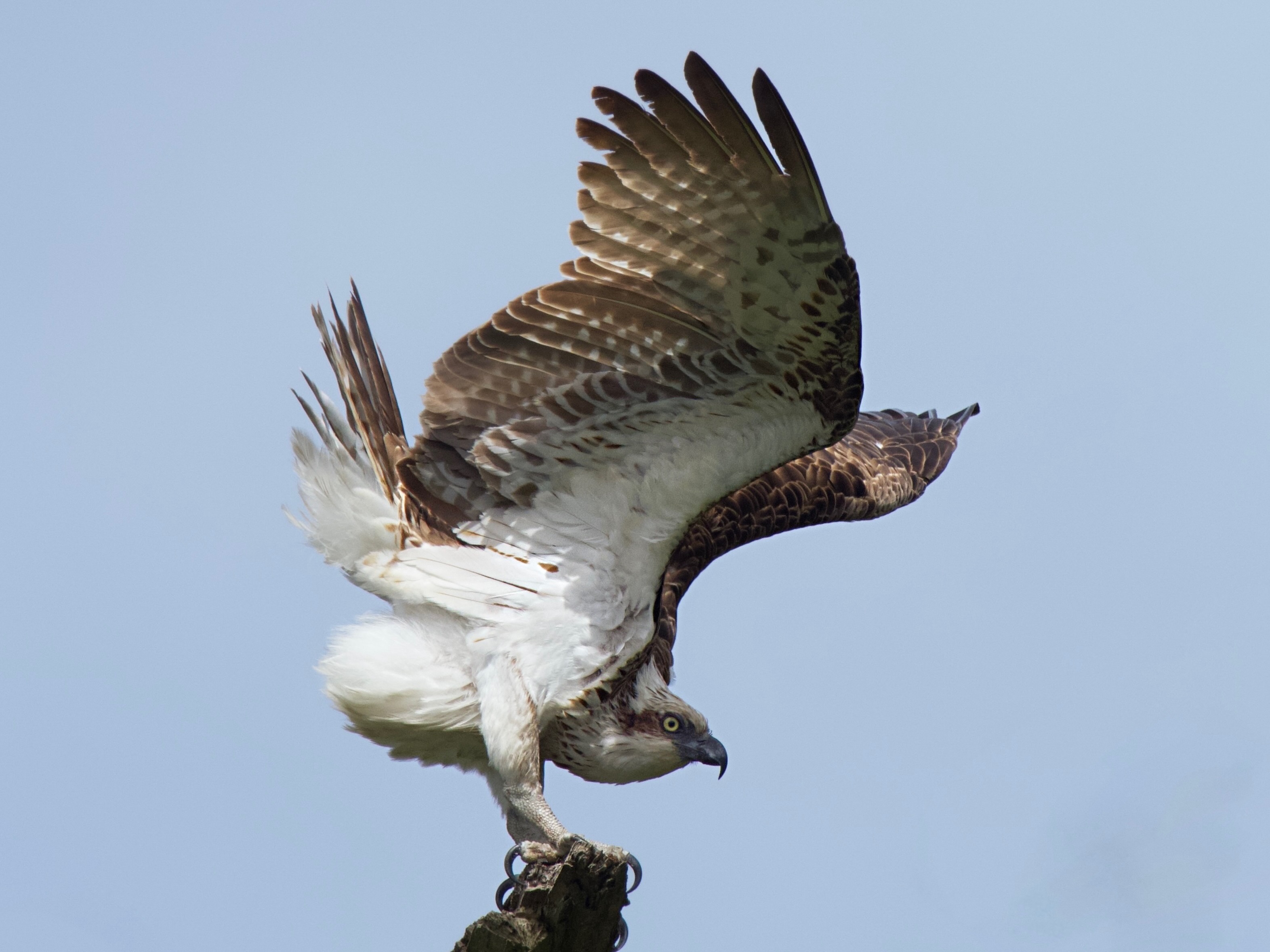 Beauty of the hunter  post image