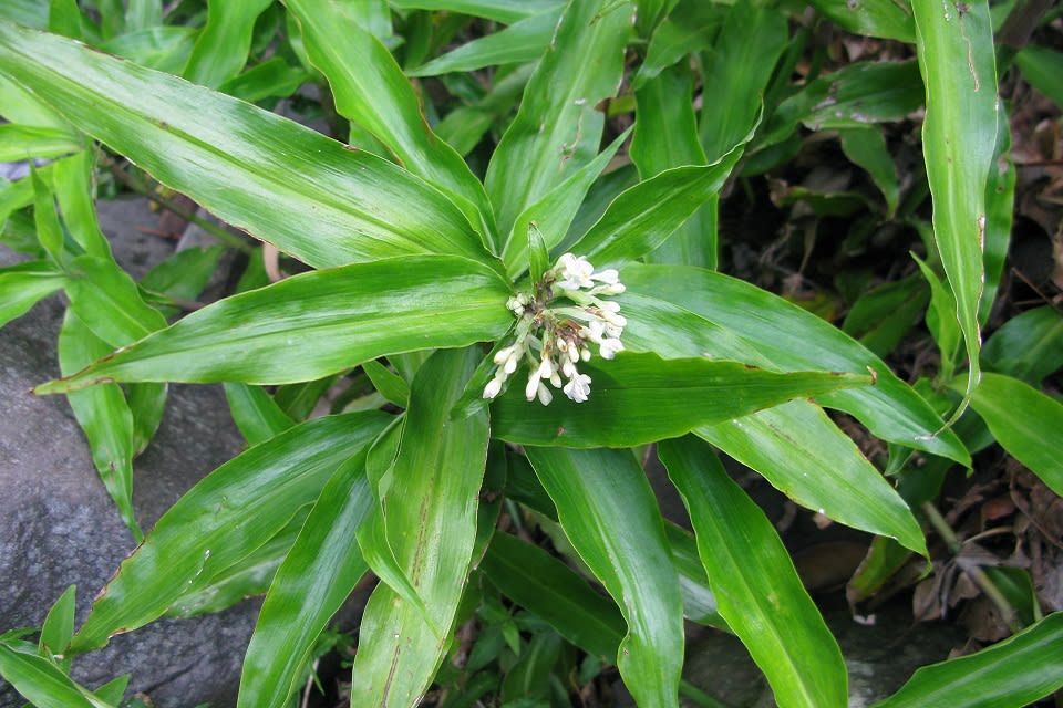 The flowers of Pollia are small but attractive and numerous in a good flowering season. Image by John Clark.