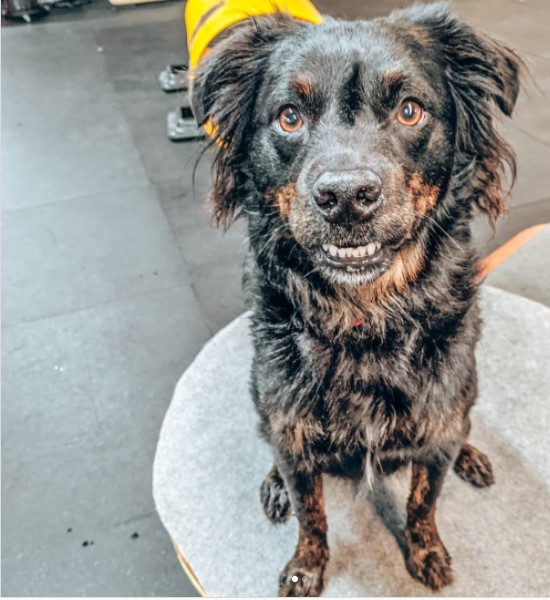 Thanks to Country Companion Animal Rescue