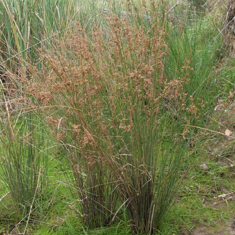 Common Rush (Juncus usitatus), one of the most common local rush species. Image: John Tann. 
