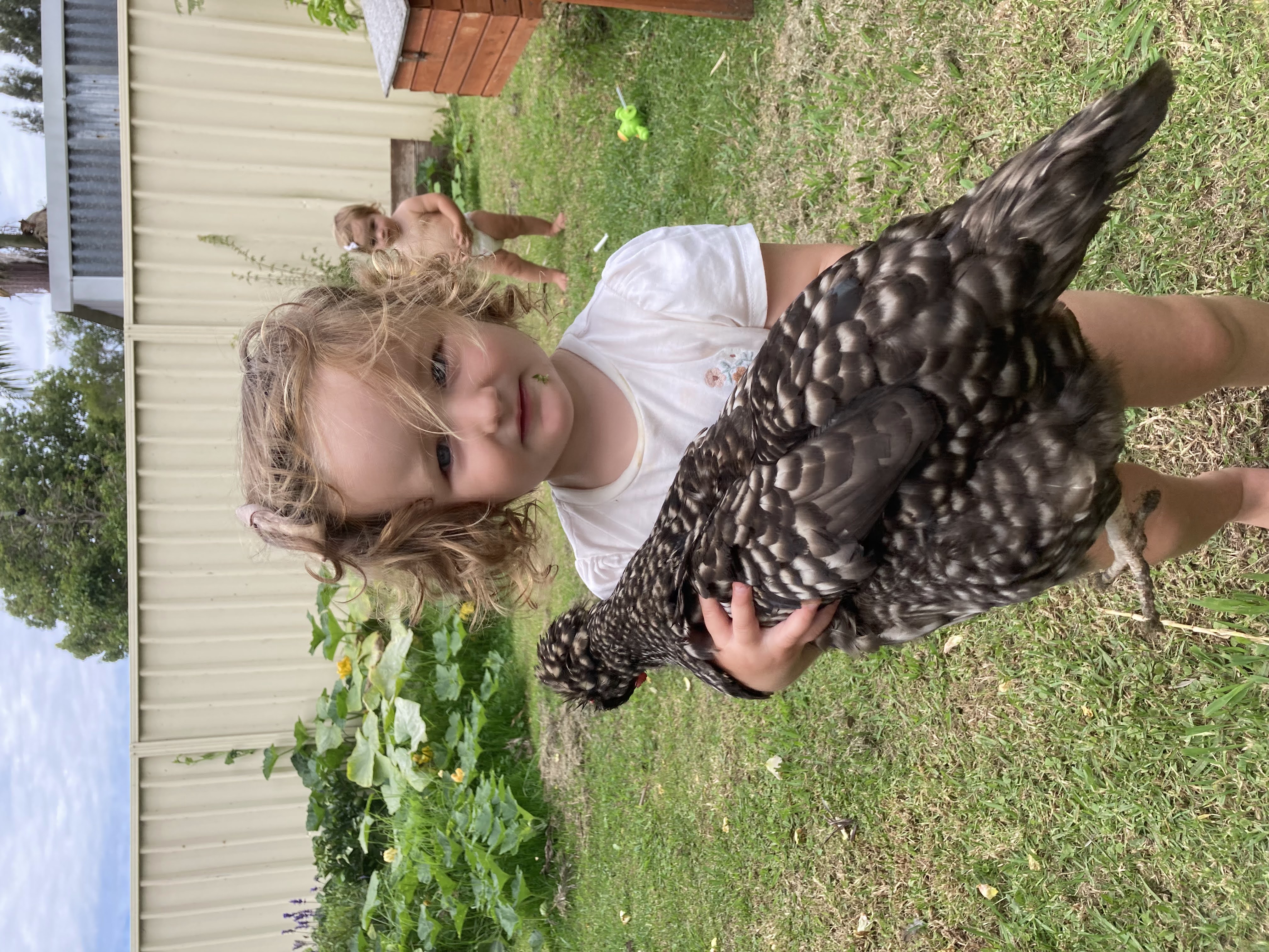 Children and Chickens go Hand in Talon
