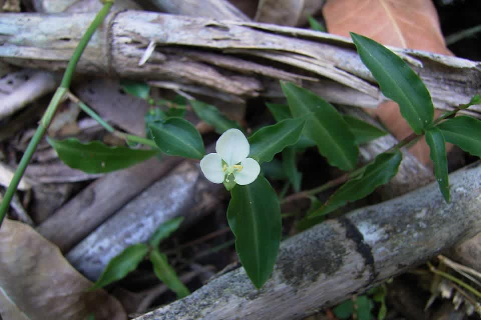 Twin-flowered Aneilema (Aneilema biflorum) is the smaller and daintier of the two Aneilema species that occur in Illawarra (and elsewhere in NSW). Image by Barry Valley. All rights reserved.