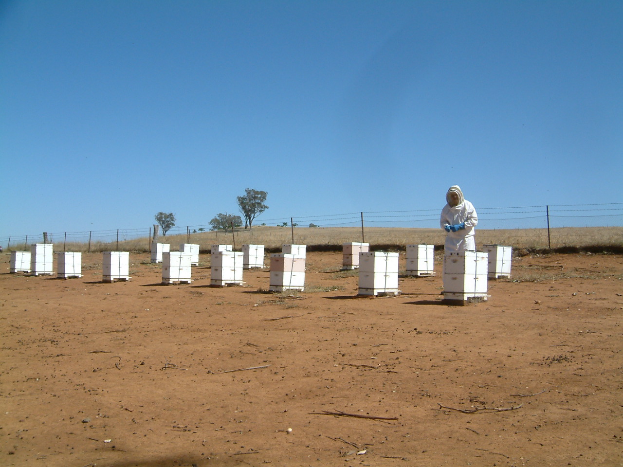 Meet the Bee Whisperer  post image