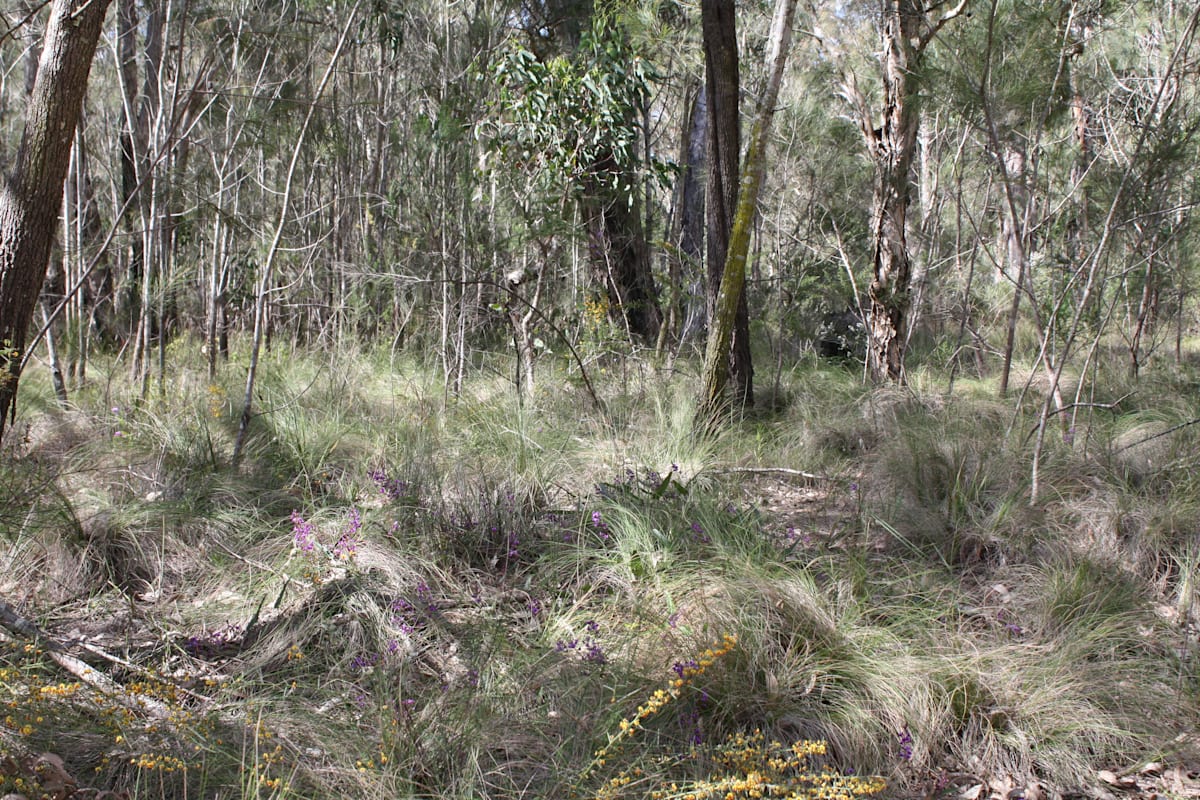 Could this be Eastern Australian Underground Orchid habitat? The species has not yet been recorded on the coastal plain in the Illawarra region, but is predicted to occur here. Image of Illawarra Lowlands Grassy Woodland at Croome. Image by Emma Rooksby.  